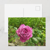 Bulgarische lila Rose Postkarte (Vorne/Hinten)