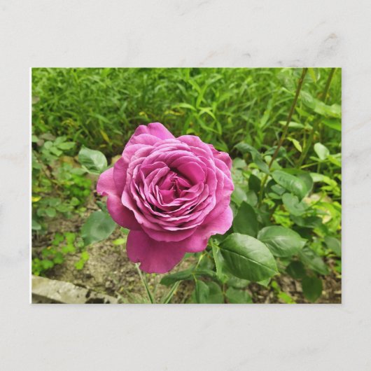 Bulgarische lila Rose Postkarte (Vorderseite)