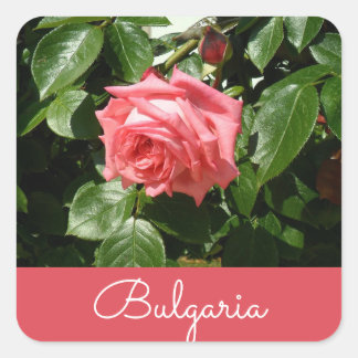 Bulgarische Rose Quadratischer Aufkleber