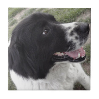 Bulgarischer Schäfer-Hund Sara Fliese