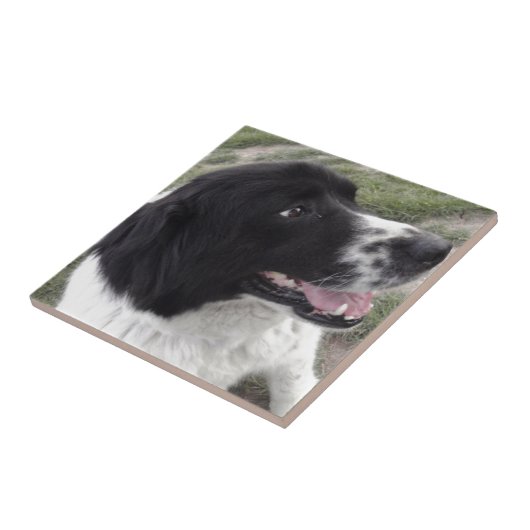 Bulgarischer Schäfer-Hund Sara Fliese (Seite)