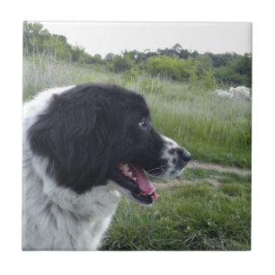 Bulgarischer Schäferhund Fliese