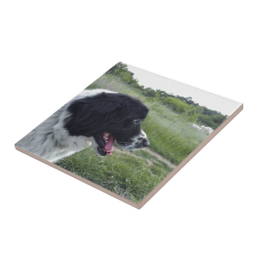 Bulgarischer Schäferhund Fliese (Seite)