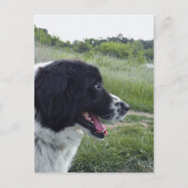 Bulgarischer Schafhund Postkarte