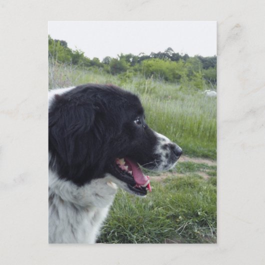 Bulgarischer Schafhund Postkarte (Vorderseite)