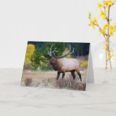 Bull & Aspen Trees | Rocky Mountain Nationalpark Karte (Gelbe Blume)