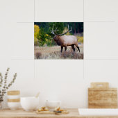 Bull & Aspen Trees | Rocky Mountain Nationalpark Poster (Küche)