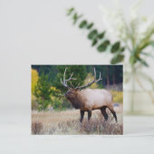Bull & Aspen Trees | Rocky Mountain Nationalpark Postkarte (Stehend Vorderseite)