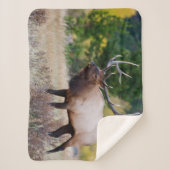 Bull & Aspen Trees | Rocky Mountain Nationalpark Sherpadecke (Vorderseite)