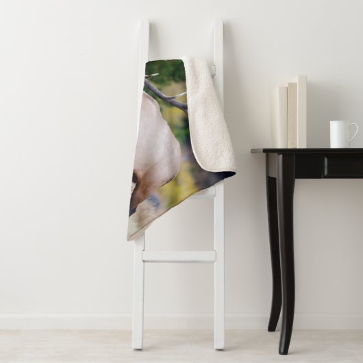 Bull & Aspen Trees | Rocky Mountain Nationalpark Sherpadecke (Beispiel)