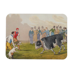 'Bull Baiting', pub.by Thomas McLean, 1820, (Druck Magnet