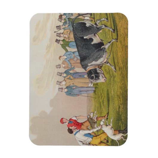 'Bull Baiting', pub.by Thomas McLean, 1820, (Druck Magnet (Vertikal)