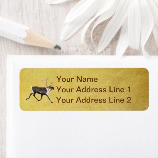 Bull Caribbean (Insitu)