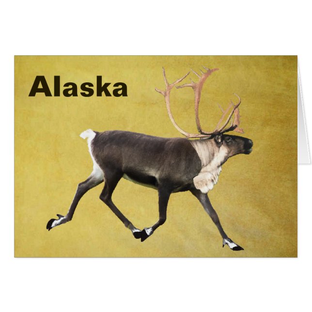 Bull Caribbean (Vorderseite (Horizontal))