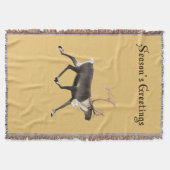 Bull Caribbean Decke (Vorderseite)