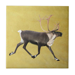 Bull Caribbean Fliese