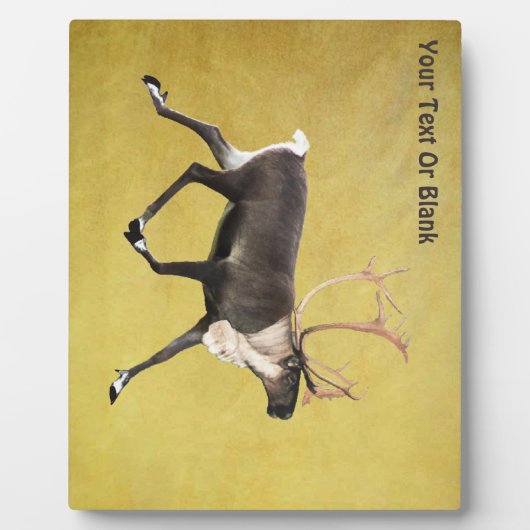 Bull Caribbean Fotoplatte (Vorderseite)