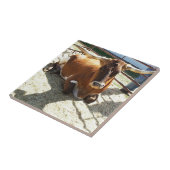 Bull Cow Long Horns Ranch rodeo Animal Photography Fliese (Seite)