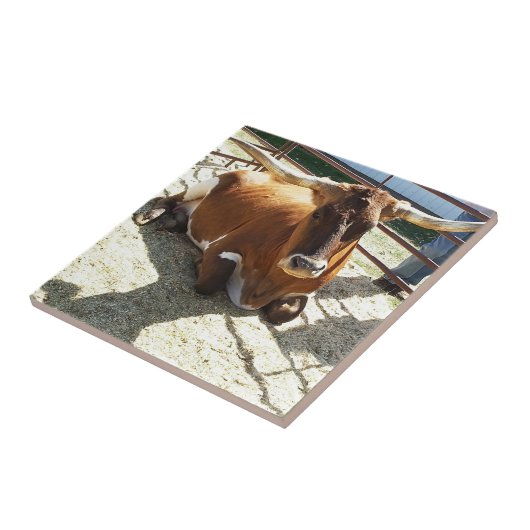 Bull Cow Long Horns Ranch rodeo Animal Photography Fliese (Seite)