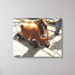 Bull Cow Long Horns Ranch rodeo Tierfotografie Leinwanddruck