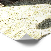 Bull Cow Long Horns Ranch rodeo Tierfotografie Poster (Ecke)