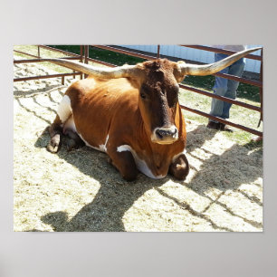 Bull Cow Long Horns Ranch rodeo Tierfotografie Poster