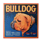 Bull Dog auf blauem Hintergrund Fliese (Vorderseite)