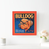Bull Dog auf blauem Hintergrund Quadratische Wanduhr (Zuhause)