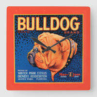 Bull Dog auf blauem Hintergrund