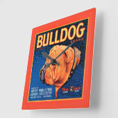 Bull Dog auf blauem Hintergrund Quadratische Wanduhr (Winkel)