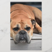 Bull Dog Briefpapier (Vorderseite)