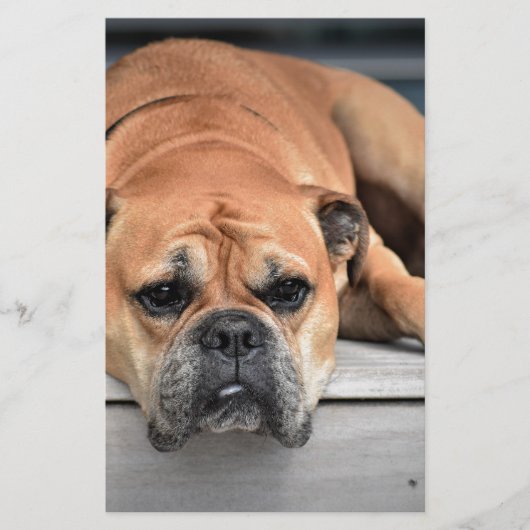 Bull Dog Briefpapier (Vorderseite)