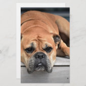 Bull Dog Briefpapier (Vorne/Hinten)