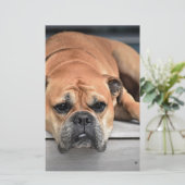 Bull Dog Briefpapier (Stehend Vorderseite)