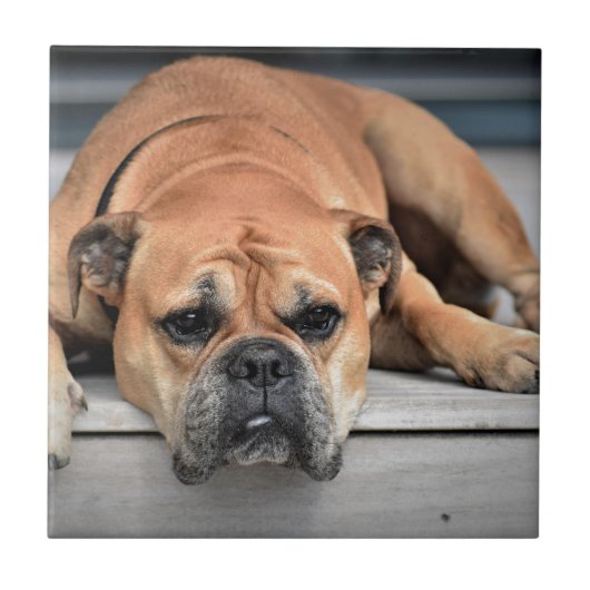 Bull Dog Fliese (Vorderseite)