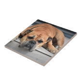 Bull Dog Fliese (Seite)