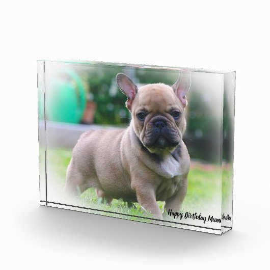 Bull Dog Fotoblock (Rechts)