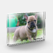 Bull Dog Fotoblock (Links)