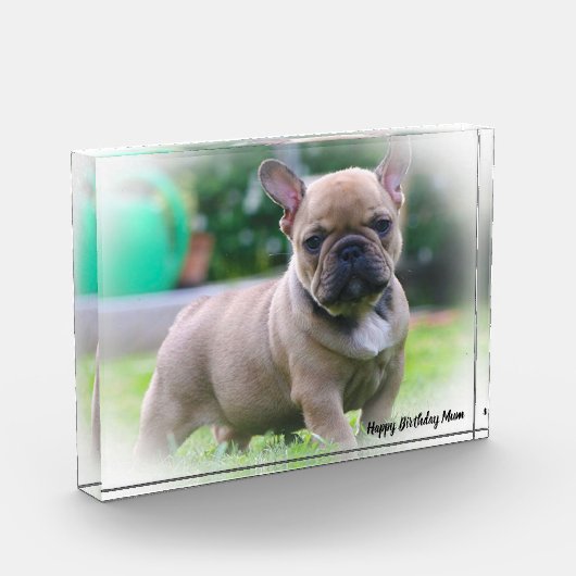 Bull Dog Fotoblock (Links)