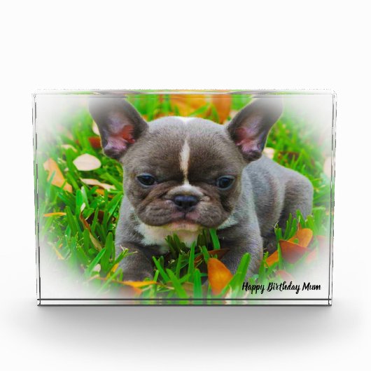 Bull Dog Fotoblock (Vorderseite)