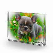 Bull Dog Fotoblock (Rechts)