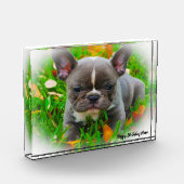 Bull Dog Fotoblock (Links)