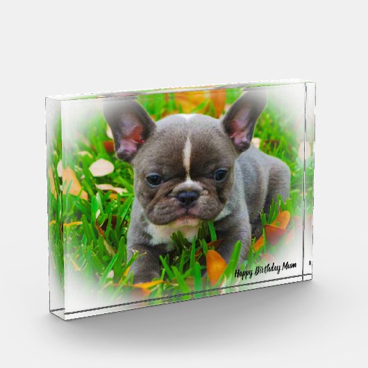 Bull Dog Fotoblock (Links)