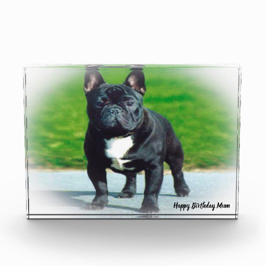 Bull Dog Fotoblock (Vorderseite)