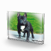 Bull Dog Fotoblock (Rechts)