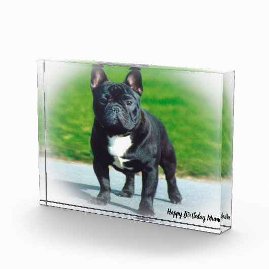 Bull Dog Fotoblock (Rechts)