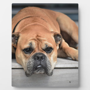 Bull Dog Fotoplatte