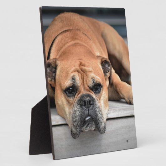 Bull Dog Fotoplatte (Seite)