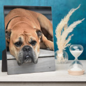 Bull Dog Fotoplatte (Seite)