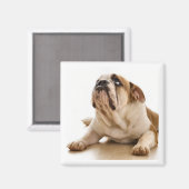 Bull Dog Magnet (Vorderseite/Rückseite)